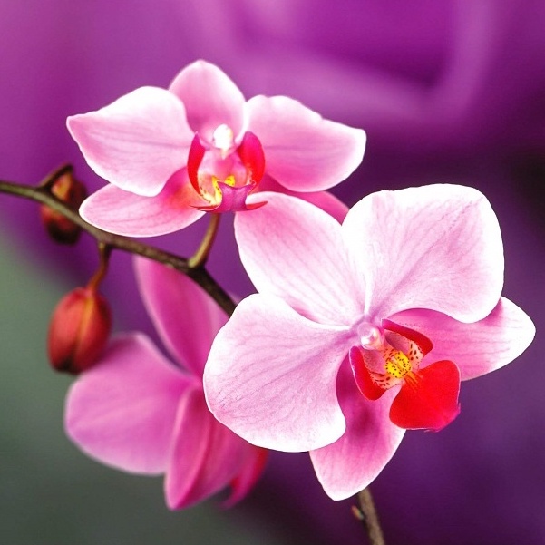 Phân Hữu Cơ dùng cho hoa lan , Phân Matsuda 555+TE Tan Chậm Nhật Bản