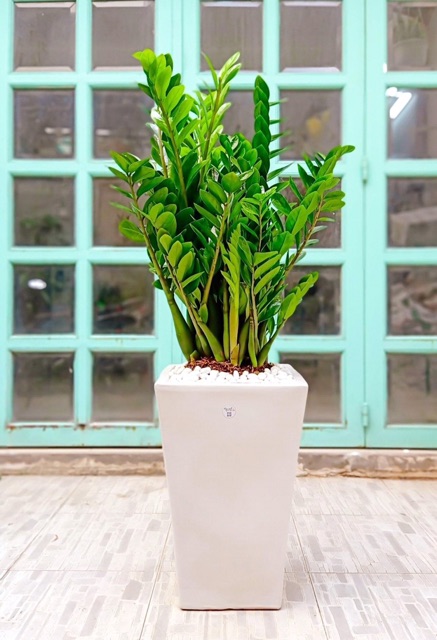 Cây kim tiền bụi lớn ( ko chậu )