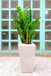 Cây kim tiền bụi lớn ( ko chậu )