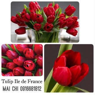 Củ hoa tulip