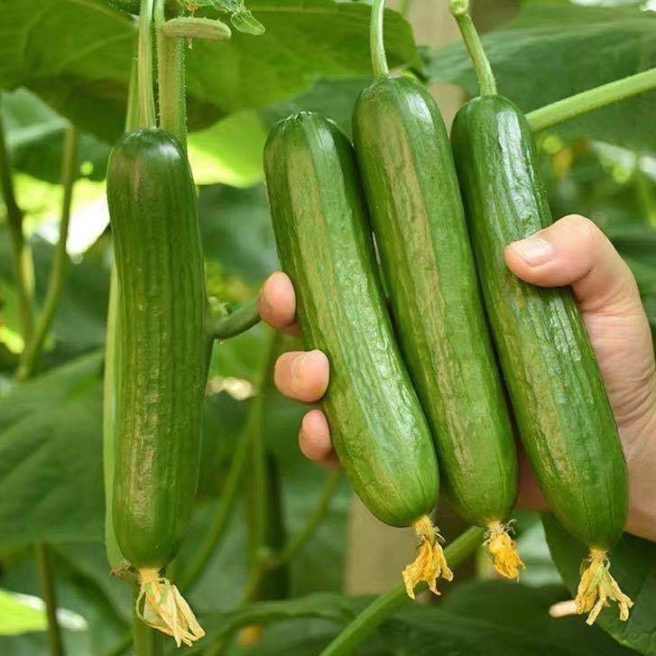20 Hạt giống dưa chùm trơn Hà Lan  F1_ Chuẩn chùm trơn