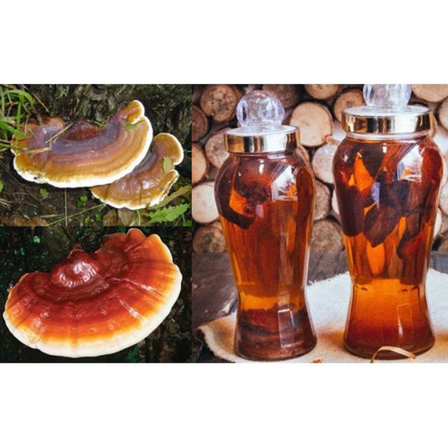 Nấm Lim Xanh rừng chuẩn