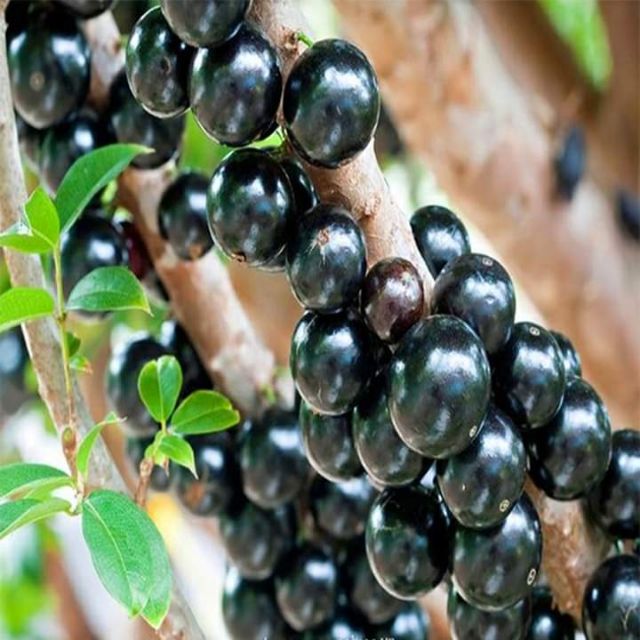 Nho thân gỗ tứ quý