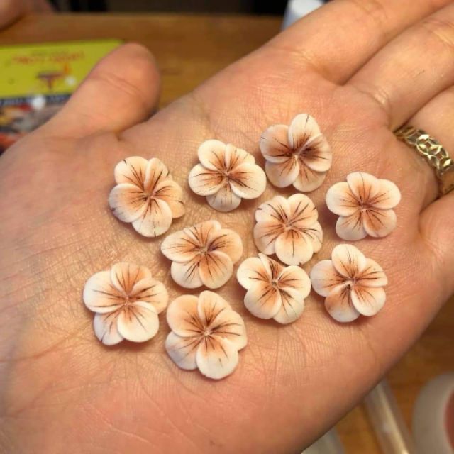 Combo 50 hoa bột