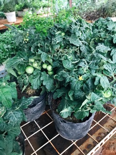Cà chua bi đón tết