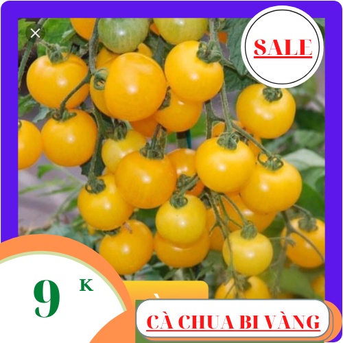 Hạt giống CÀ CHUA BI vàng 80 hạt