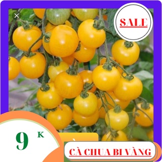 Hạt giống cà chua bi vàng 80 hạt