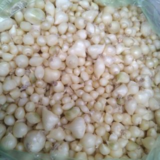 Củ nén Bình Sơn- Đặc sản Quảng Ngãi 500gram