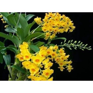 Hoa Lan Sơn thủy tiên (1 bó hình cuối)