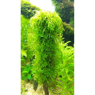 Rêu Weeping - Vesiculária ferriei