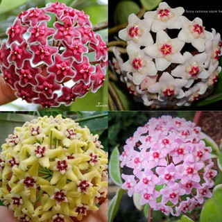 Lan cẩm cù đủ màu