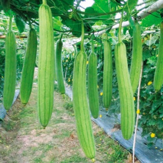 100 Hạt Giống Mướp Hương F1 Dễ Trồng Sai Trái 10gr