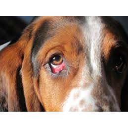 Thuốc trị đau mắt chó mèo - thuốc nhỏ mắt chó mèo BiO-GENTADROP
