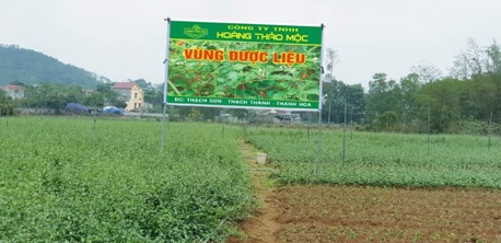 Trà HOÀNG THẢO MỘC gói 200 gram