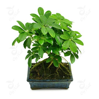 Cây giống cây ngũ gia bì chân chim lá xanh