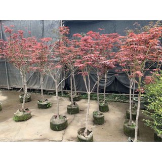 cây Cây phong Lá Đỏ  - Cây Giống Nhập Khẩu