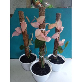 Philodendron Rare Màu Hồng