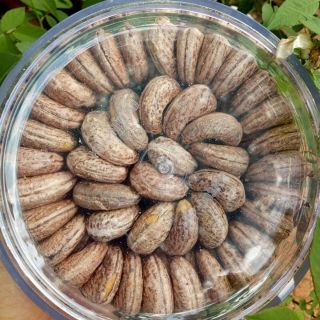 (01 hộp) Hạt điều A Cồ loại 1