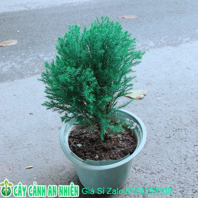 Tùng Bồng Lai