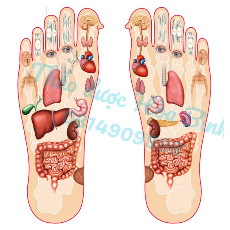 ĐẮP CHÂN THẢO DƯỢC - -Thải Độc Tố Cơ Thể Tốt Sức Khỏe Hỗ Trợ Chống Đột Quỵ