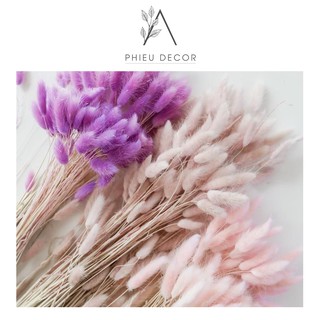 [HOA KHÔ] Cỏ Đuôi Thỏ 🌸 Lagurus Bunny Tails - Decor, Chụp Ảnh