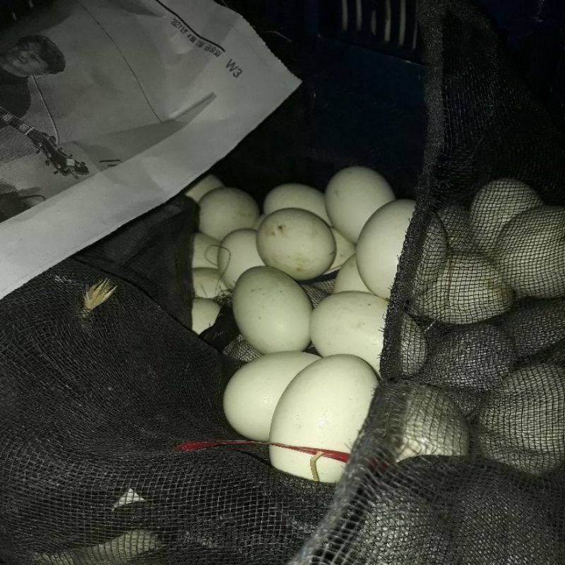 Trứng vịt lộn ngon rẻ - vỉ 10 trứng