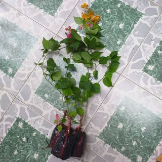 combo 3 bầu Cây bông giấy đẹp.