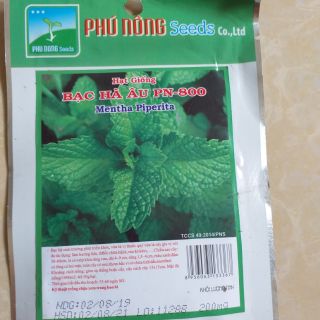 Hạt giống bạc hà âu spearmint