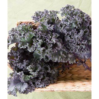 Hạt Giống Kale Tím Mỹ 150 hạt