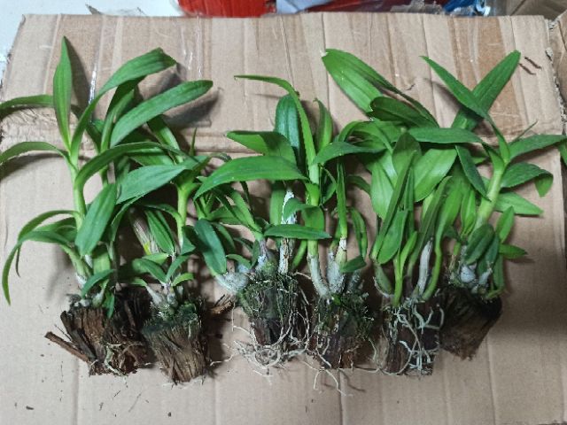 Hoa lan denro mini đủ màu