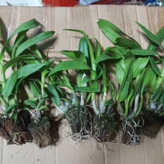 Hoa lan denro mini đủ màu