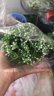 Sp chị tí hon