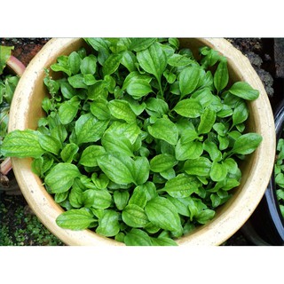 HẠT GIỐNG MÃ ĐỀ - 0,2Gram/ gói (hơn 100 hạt)