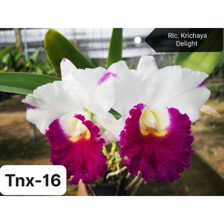 Tnx16 - hoa lan cattleya krichaya delight - cây con