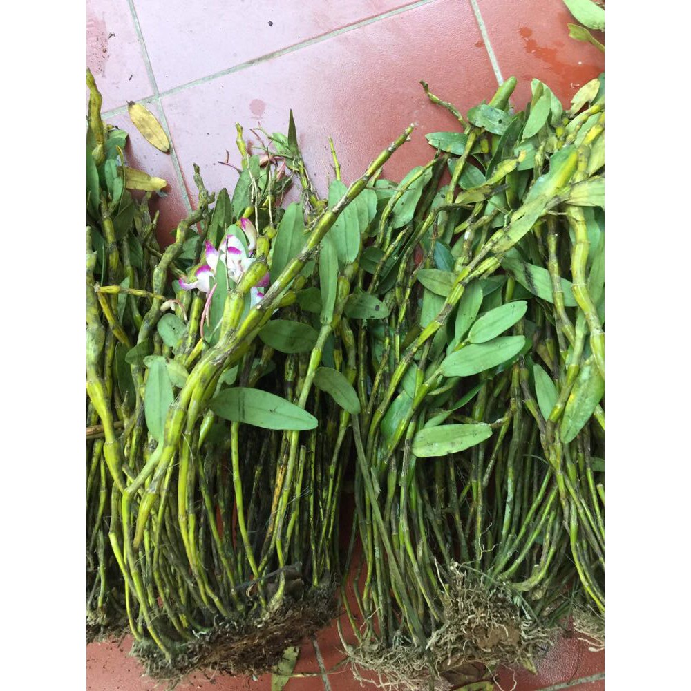 COMBO 3 loại lan rừng hạc vỹ - đùi gà - vảy rồng dễ trồng,xanh tươi, hoa đẹp