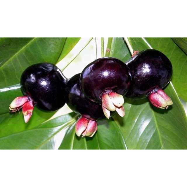 Bán Cây Cherry Brazil Cây Giống - Cây Đang Trái