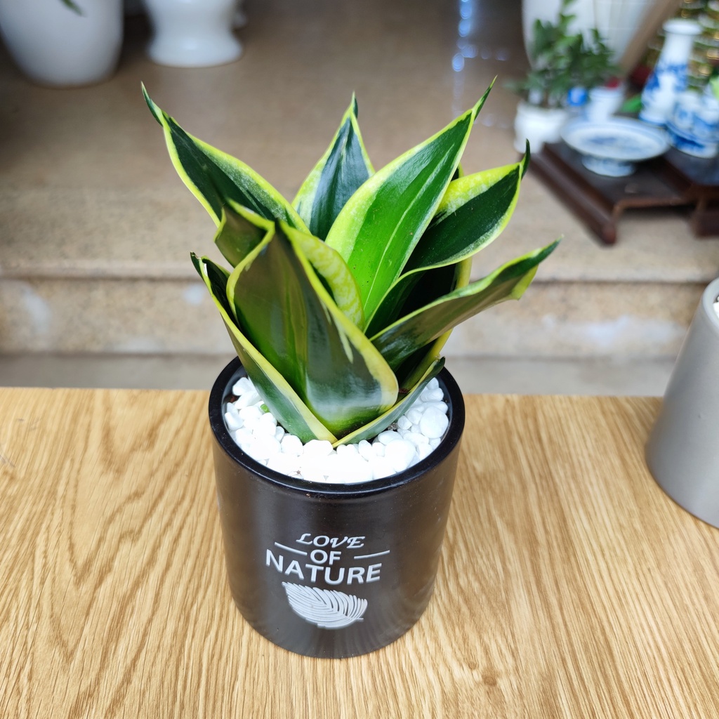 Cây lưỡi hổ , TRÚC 3 THÂN , VẠN LỘC  chậu sứ trải đá siêu rẻ