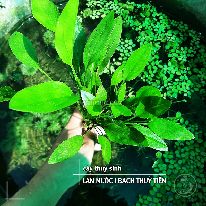 Cây Lan Nước Thuỷ Sinh (Bách Thuỷ Tiên) - Cây Thuỷ Sinh Dễ Trồng, Không Cần CO2
