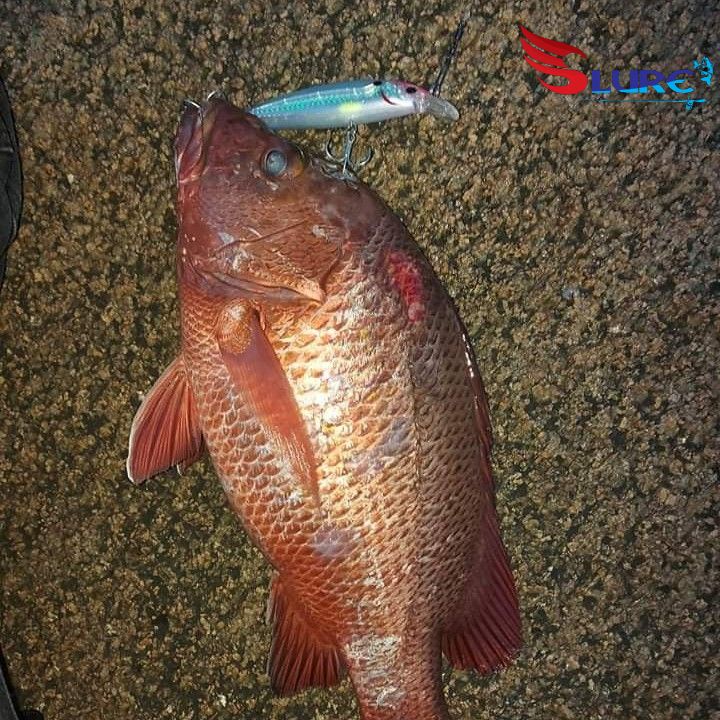 Mồi giả, mồi lure ghềnh, Samurai 26g chính hãng, Slure, câu cá Hồng, cá Nhồng, cá Bè , cá mú...