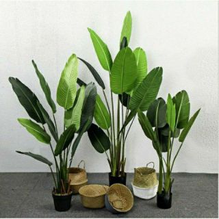 Cây chuối giả cảnh cao1.6 met