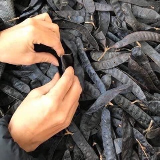 Quả bồ kết mẩy thơm 1 kg gội đầu