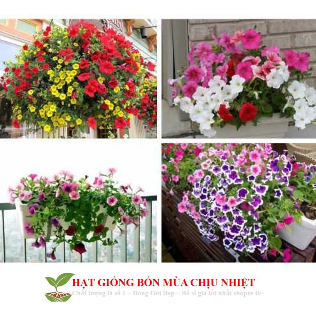 Hạt Giống Dạ yến thảo Mix 100 Hạt/ Gói ĐẾN MÙA TRỒNG TẾT luckyseed hạt siêu rẻ