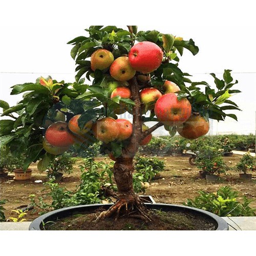 ( HOT )Hạt giống táo lùn đỏ 15 hạt/ gói