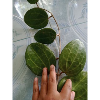 Mô Hình Đồ Chơi Nhân Vật Hoyalatifolia
