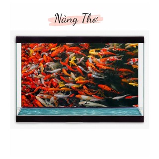 TRANH CÁ KOI 3D DÁN HỒ CÁ NHIỀU KÍCH THƯỚC _THIẾT KẾ NÀNG THƠ
