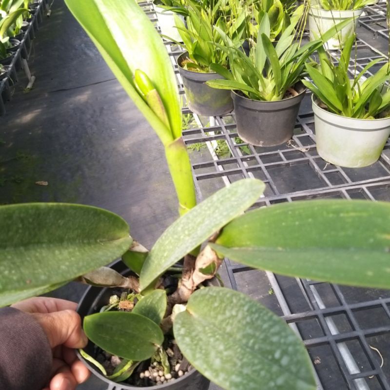 HOA TẾT- CATTLEYA mèo nụ