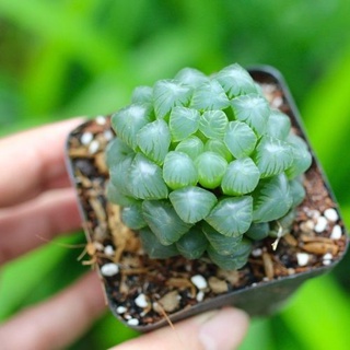 Sen Đá Kim Cương Cooperi | Sen đã thuần | Haworthia dễ chăm