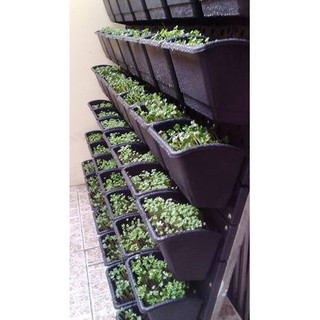 Bộ chậu vườn tường đứng HOLO trồng rau, trồng hoa, cảnh quan (1m2)