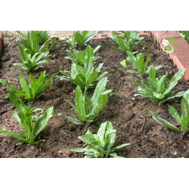 Hạt Giống Ngò Gai Phú Nông - Gói 5g - Eryngium