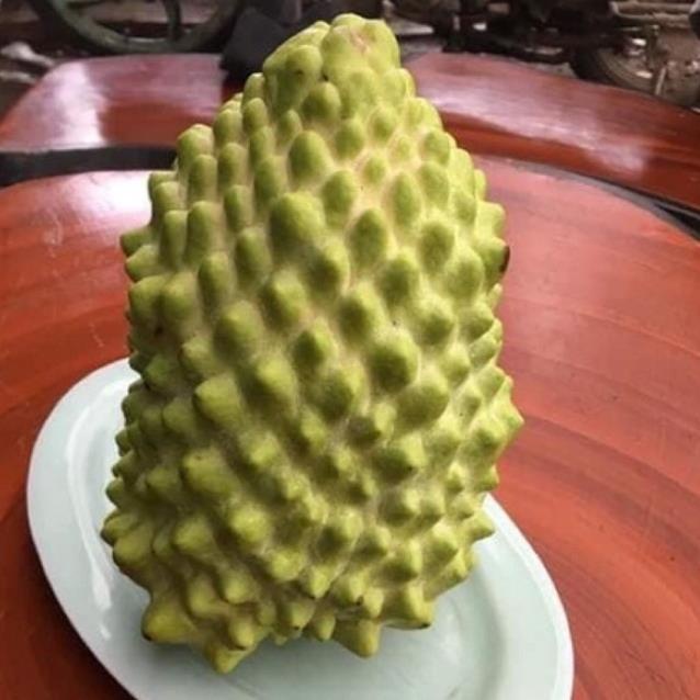 Cây na sầu riêng khổng lồ - cây giống mới độc lạ .